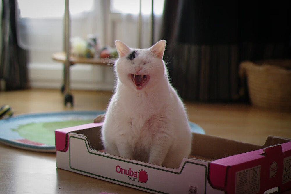 罗德里主宰比赛走向,乌克兰险胜阿根廷—一场战术与意志的较量